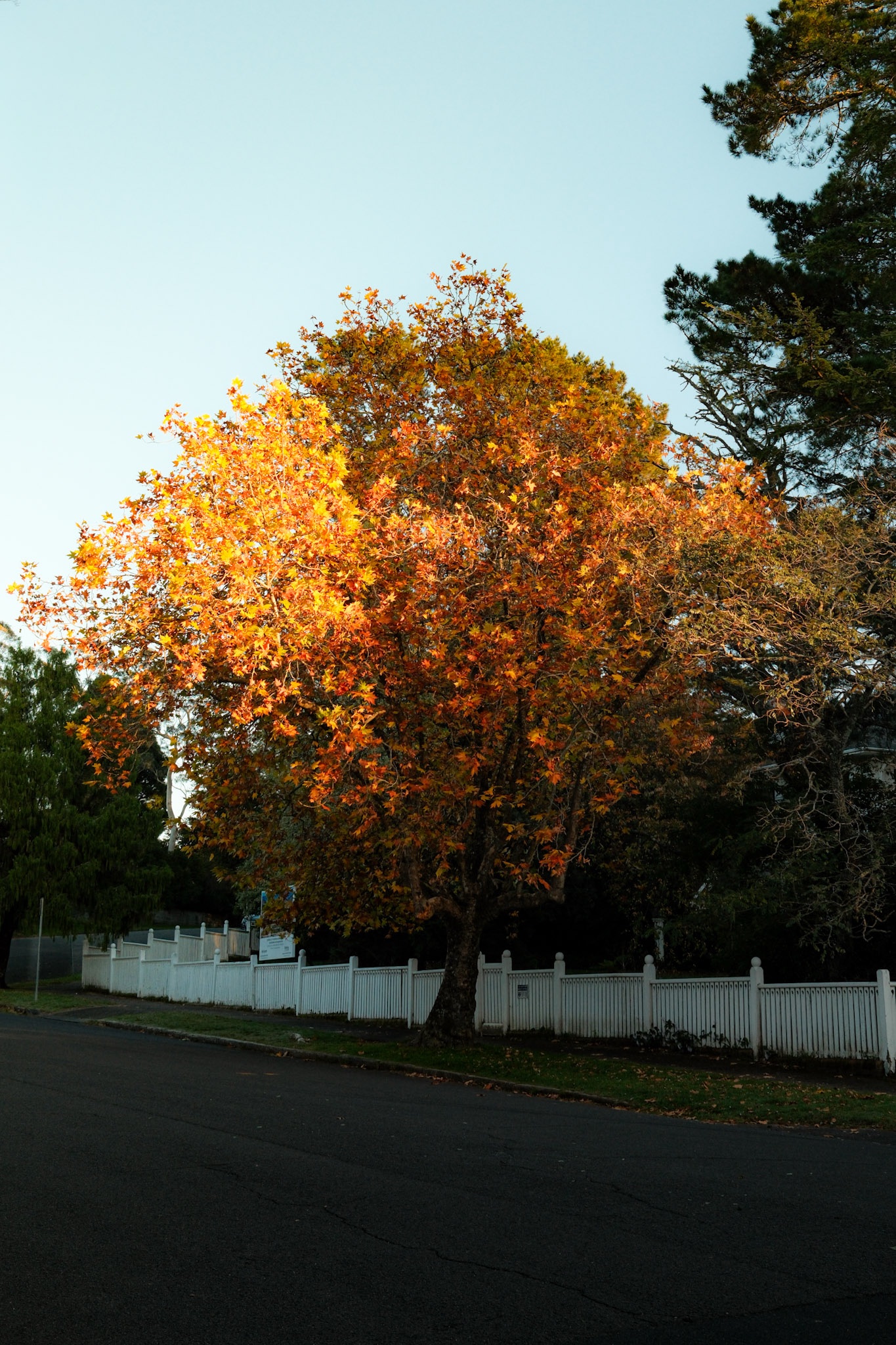 Autumn colour on a tree-lined street in Leura