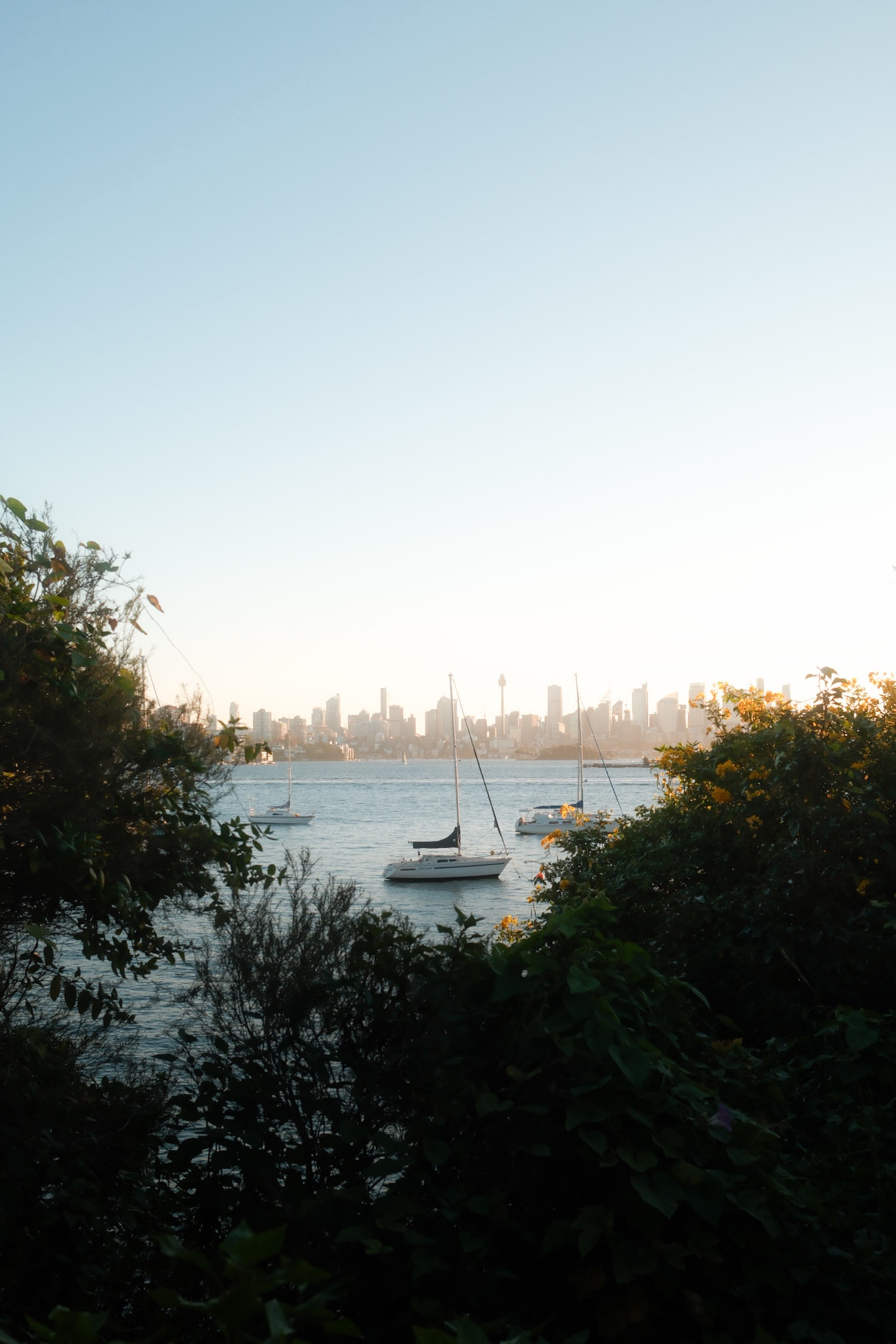 The Sydney skyline framed through trees from Milk Beach
